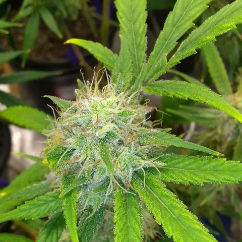 Irvine seeds growlog timeline photo