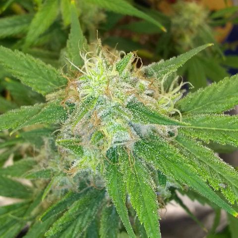 Irvine seeds growlog timeline photo