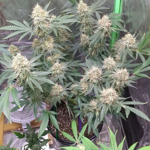 Black smack growlog timeline photo