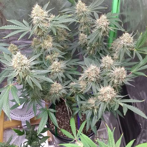 Black smack growlog timeline photo
