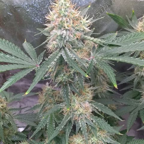 Black smack growlog timeline photo