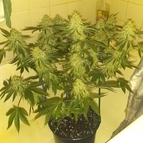 Black smack growlog timeline photo