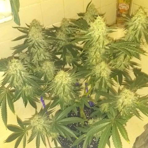 Black smack growlog timeline photo