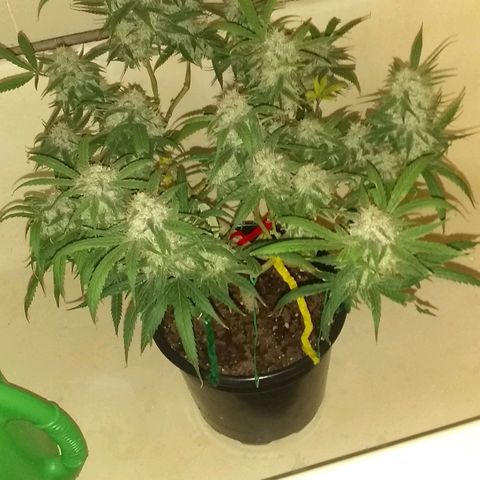 Irvine seeds growlog timeline photo