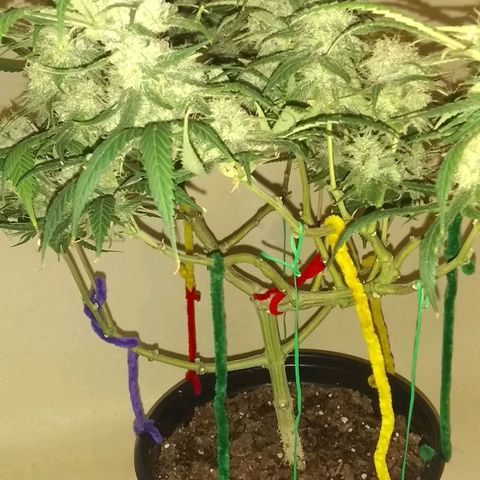 Irvine seeds growlog timeline photo