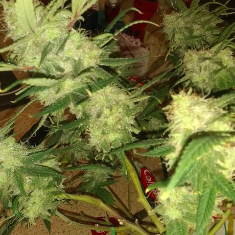 Irvine seeds growlog timeline photo