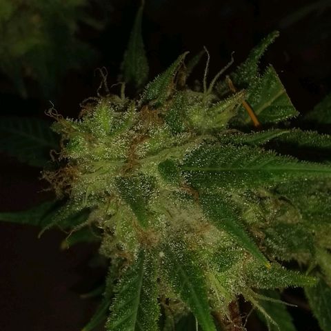 Irvine seeds growlog timeline photo