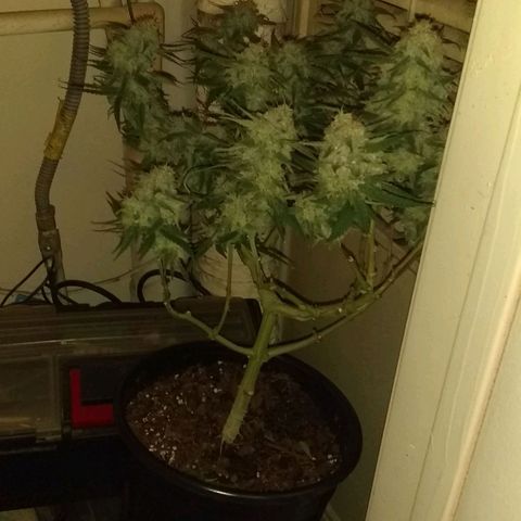 Irvine seeds growlog timeline photo