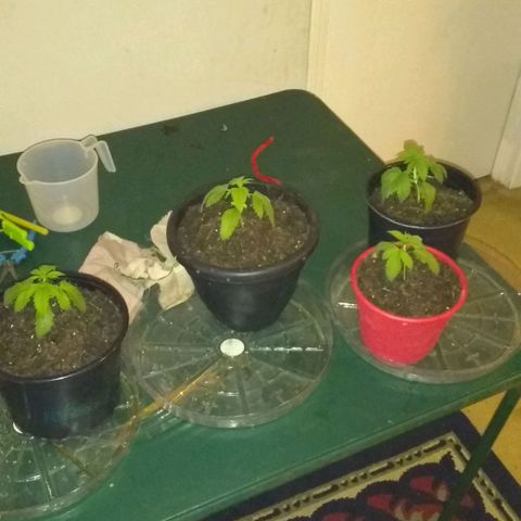 😷 full send growlog timeline photo