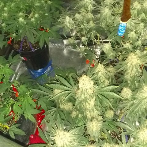Black smack growlog photo: Lights out