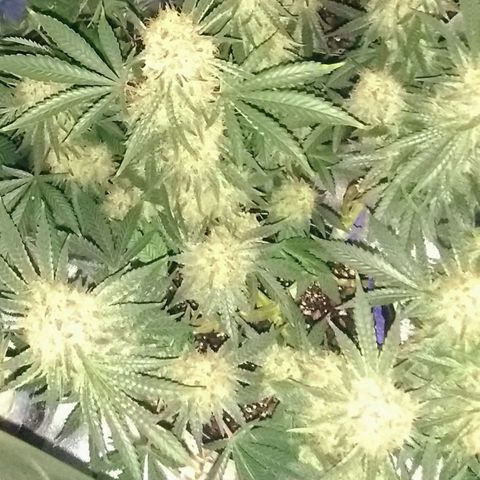 Black smack growlog photo: Lights out