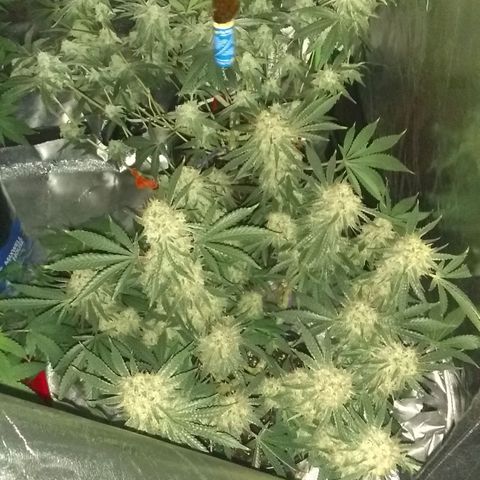 Black smack growlog photo: Lights out