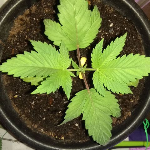 😷 full send growlog photo: Topped with scissors 3rd node