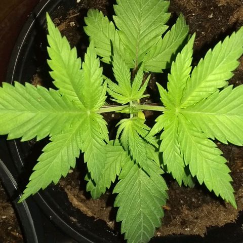 😷 full send growlog photo: No topping