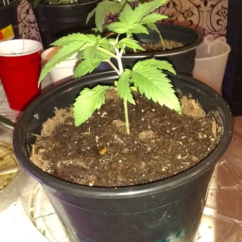 😷 full send growlog photo: No topping