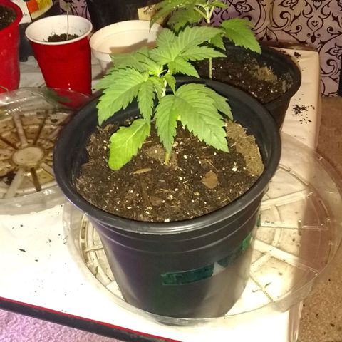 😷 full send growlog photo: Reg topping