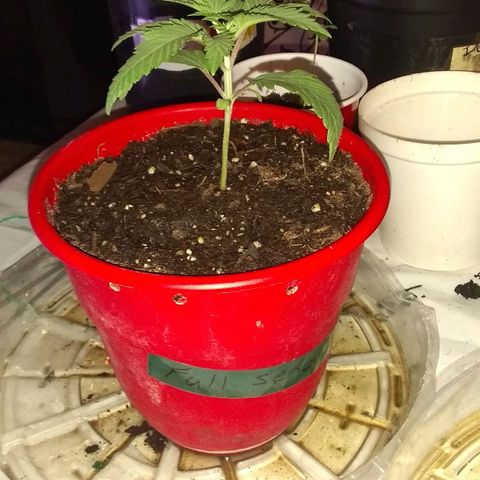 😷 full send growlog photo: No topping till 5th node show it's on 3