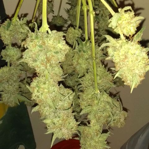 Black smack growlog timeline photo