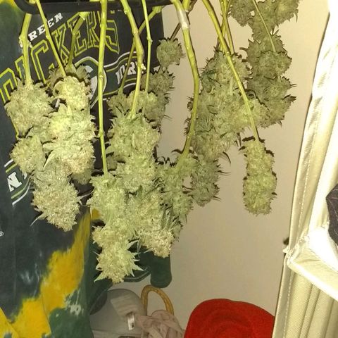 Black smack growlog timeline photo