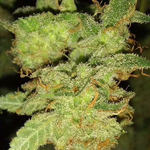 Black smack growlog timeline photo