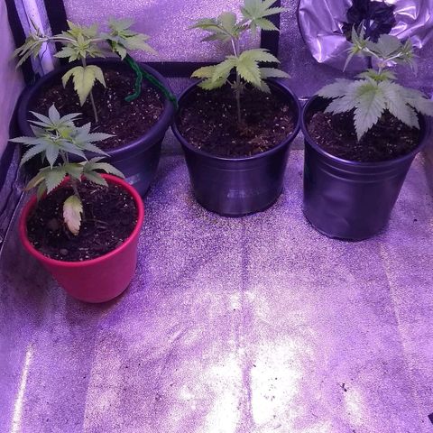 😷 full send growlog timeline photo