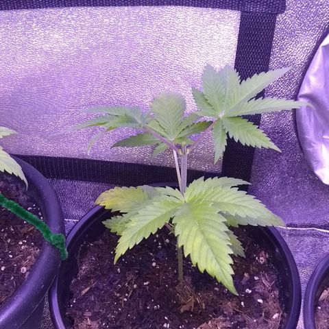 😷 full send growlog timeline photo