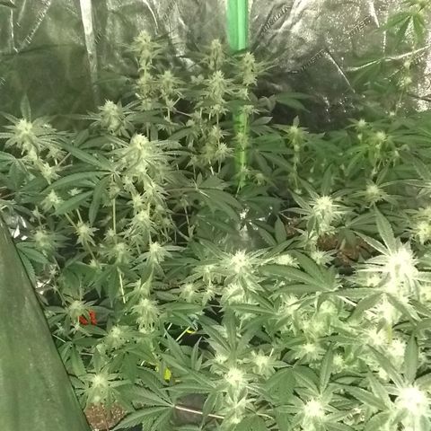😷 full send growlog timeline photo