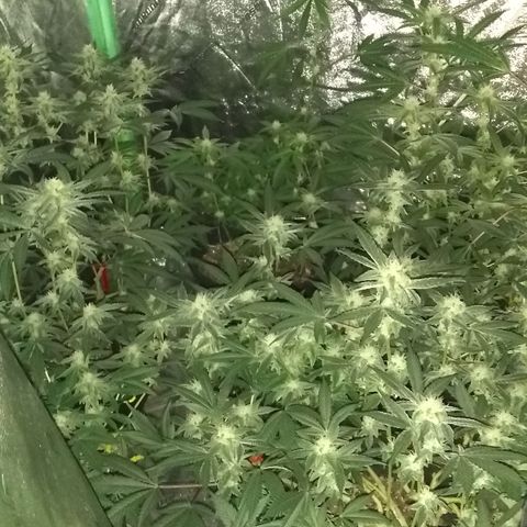 😷 full send growlog timeline photo