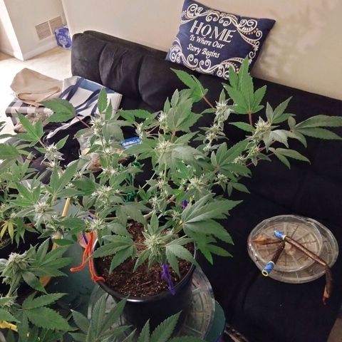 😷 full send growlog timeline photo