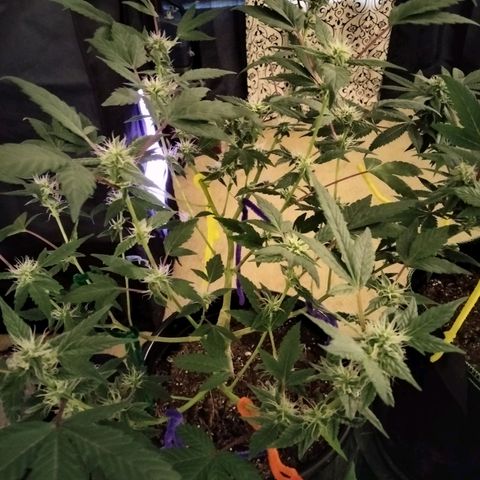 😷 full send growlog timeline photo