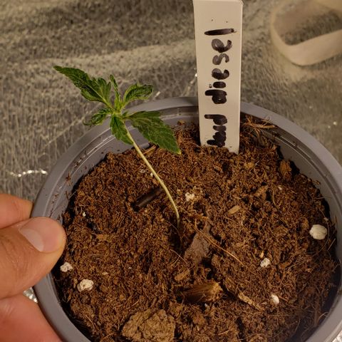 Hard Diesel growlog timeline photo