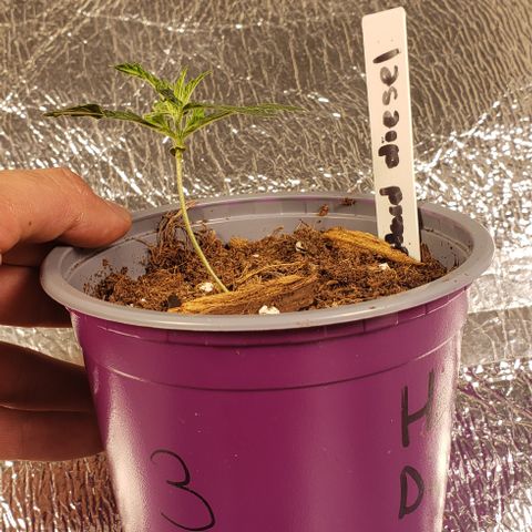 Hard Diesel growlog timeline photo