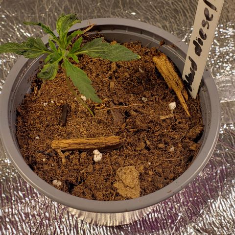Hard Diesel growlog timeline photo