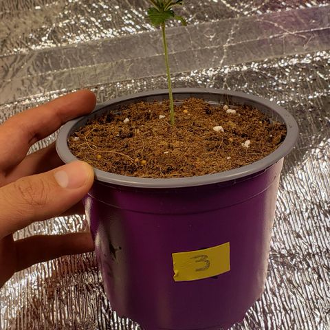 Jack 47 #3 growlog timeline photo