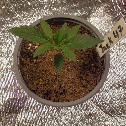 Jack 47 #4 growlog timeline photo