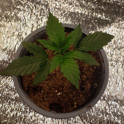 Jack 47 #1 growlog timeline photo