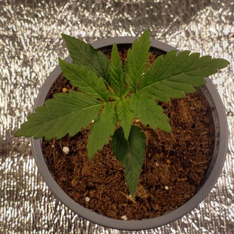 Jack 47 #2 growlog timeline photo