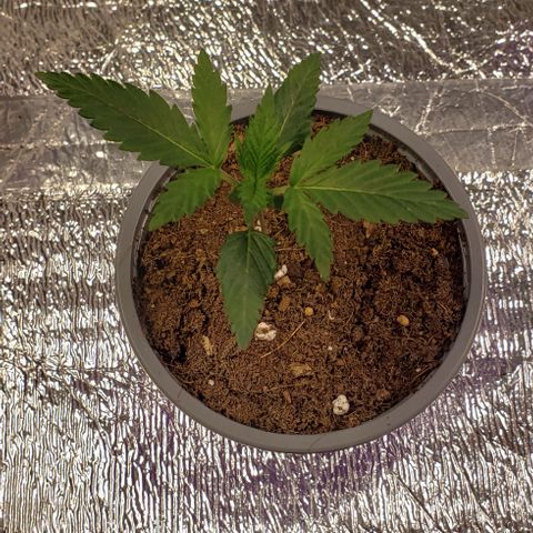 Tangerine Dream #1 growlog timeline photo