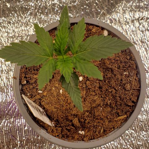 Tangerine Dream #3 growlog timeline photo