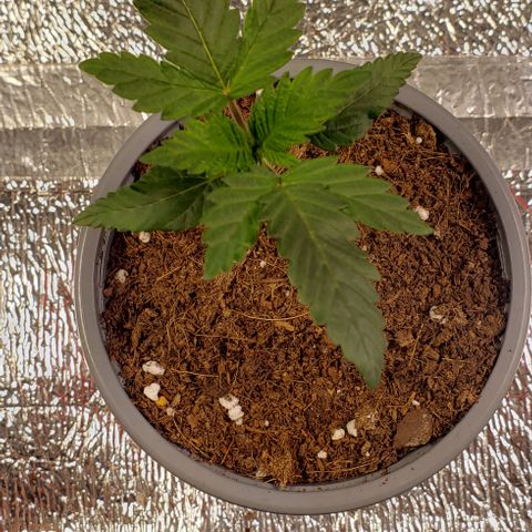 Tangerine Dream #2 growlog timeline photo