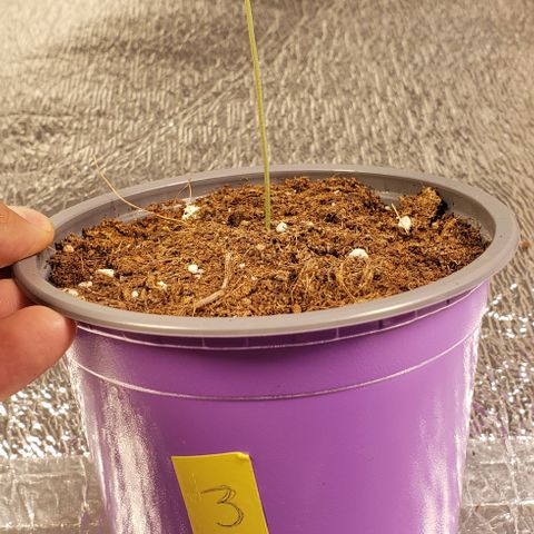 Tropicanna Banana #3 growlog timeline photo
