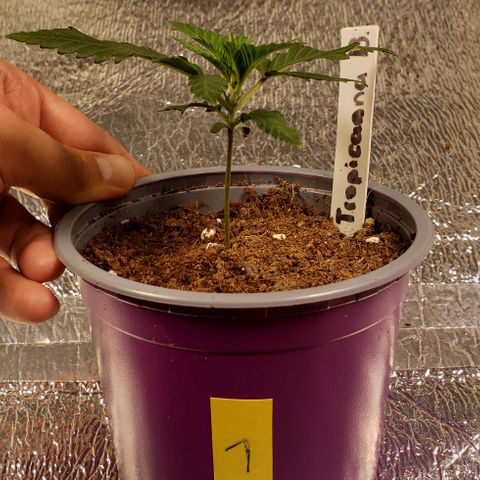 Tropicanna Banana #1 growlog timeline photo
