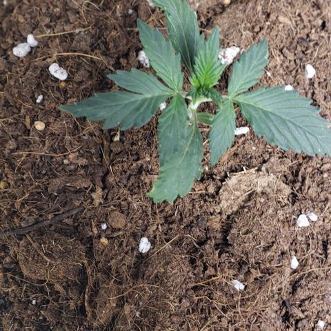 Black cream #1 growlog timeline photo