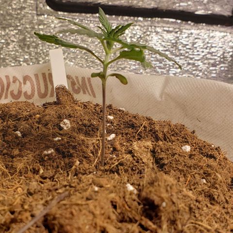 Black cream #1 growlog timeline photo