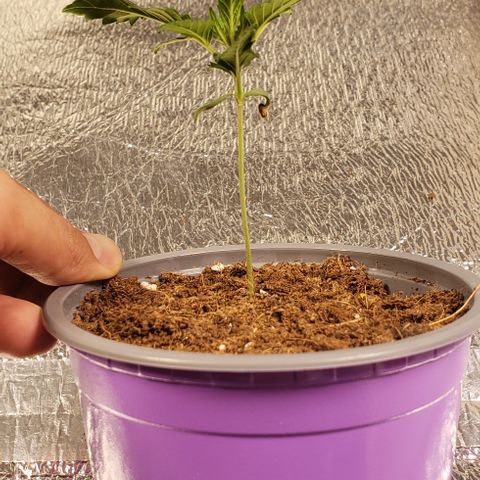 Tropicanna Banana #2 growlog timeline photo