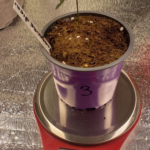 Tangerine Dream #3 growlog timeline photo