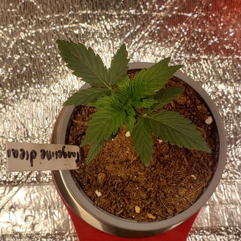 Tangerine Dream #3 growlog timeline photo
