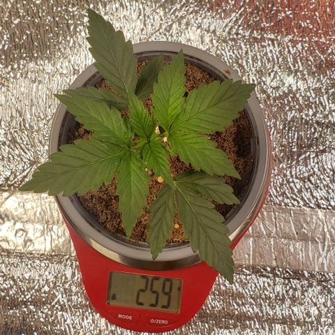 Jack 47 #1 growlog timeline photo