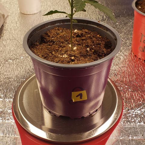 Jack 47 #1 growlog timeline photo
