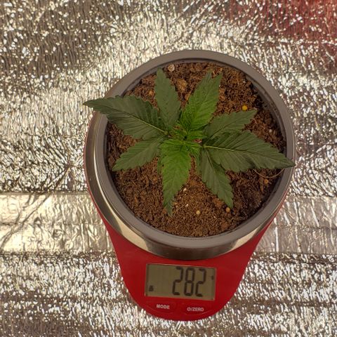 Tropicanna Banana #2 growlog timeline photo